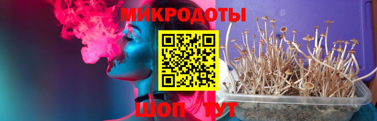 Псилоцибиновые грибы Psilocybine cubensis  Вход с VPN  Энгельс  Псилоцибиновые грибы прущие грибы 